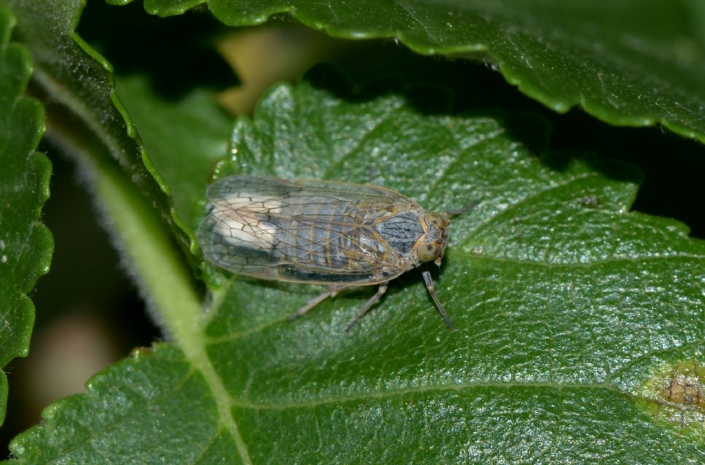 Fulgoromorpha Cixiidae:  Reptalus sp.